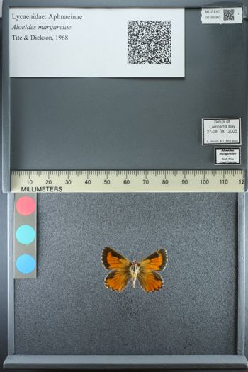 Media type: image;   Entomology 185363